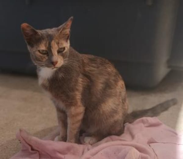 Zarte Lola sucht Zuhause
