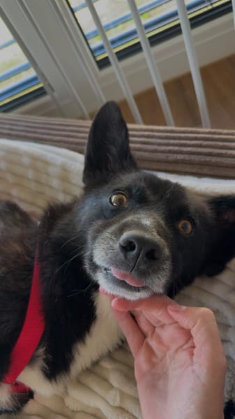 Scar sucht ein liebevolles Zuhause