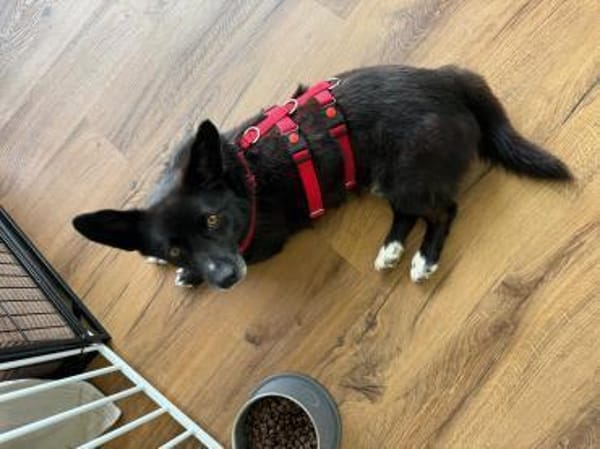 Scar sucht ein liebevolles Zuhause
