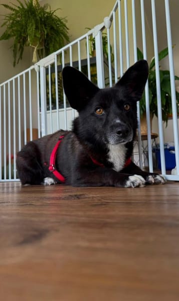 Scar sucht ein liebevolles Zuhause
