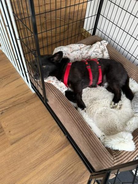 Scar sucht ein liebevolles Zuhause