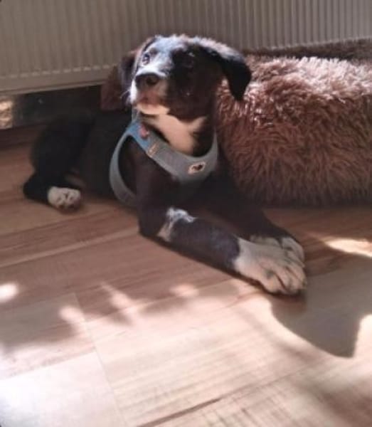 Rex sucht sein Für-immer-Zuhause