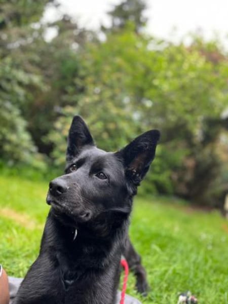 Aria - NOTFALL