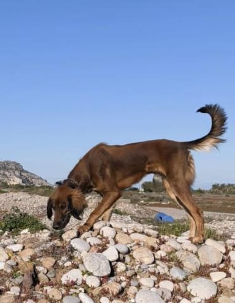 Maximos sucht ein Zuhause