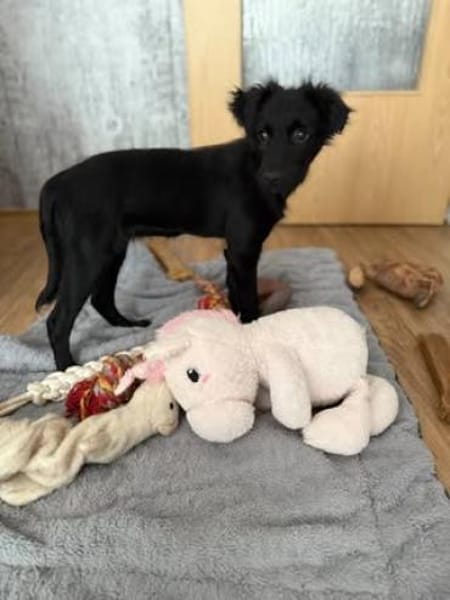 Tonia sucht ihr Für-immer-Zuhause 🐾😍