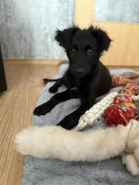 Tonia sucht ihr Für-immer-Zuhause 🐾😍