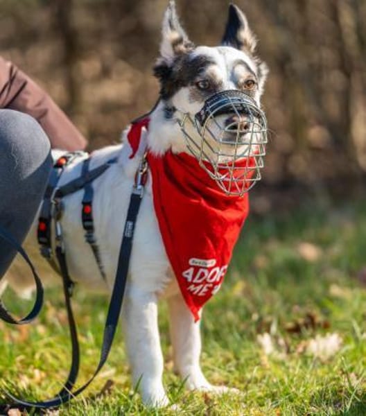 Pepe sucht ein ruhiges Zuhause
