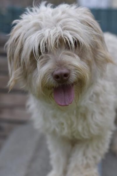 Kleine CHANEL verträglich & lieb