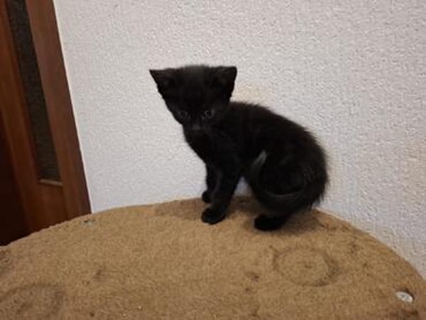Geschwister suchen ein Zuhause