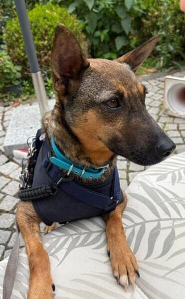 ISANYA * genügsamer Schatz