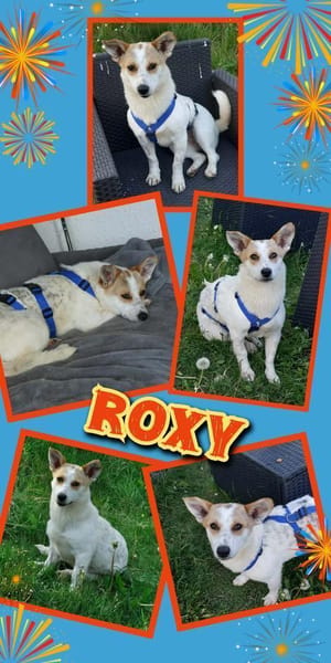 liebe kleine Roxy auf PS in 90562