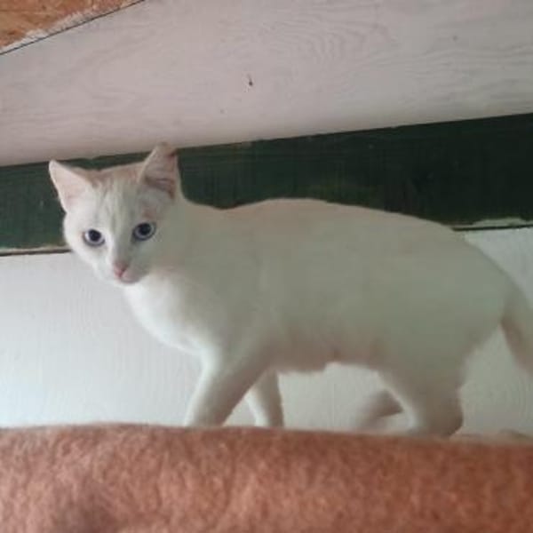 Sanfte zurückhaltende Yuki sucht Zuhause