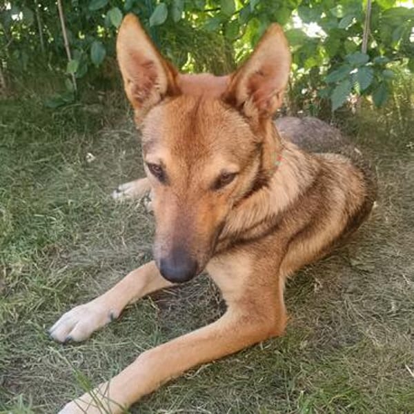 SHIWA - Junghündin, Malinois-Mix, 50 cm