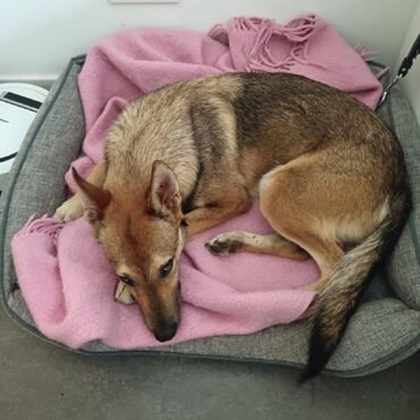 SHIWA - Junghündin, Malinois-Mix, 50 cm