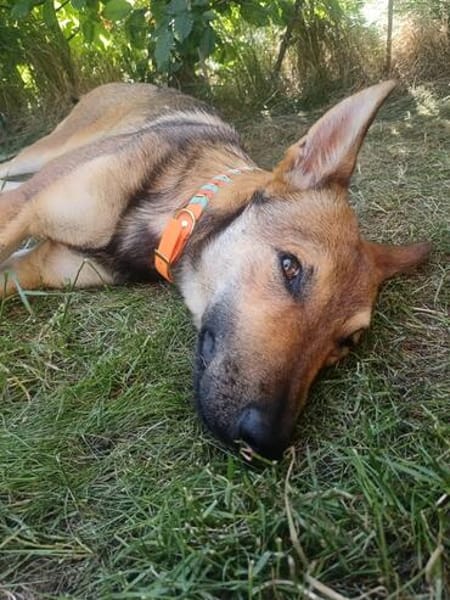 SHIWA - Junghündin, Malinois-Mix, 50 cm