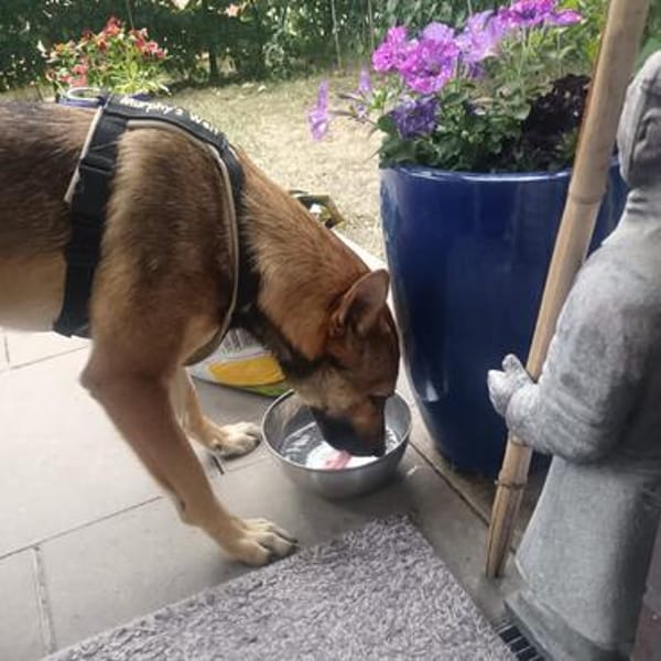 SHIWA - Junghündin, Malinois-Mix, 50 cm