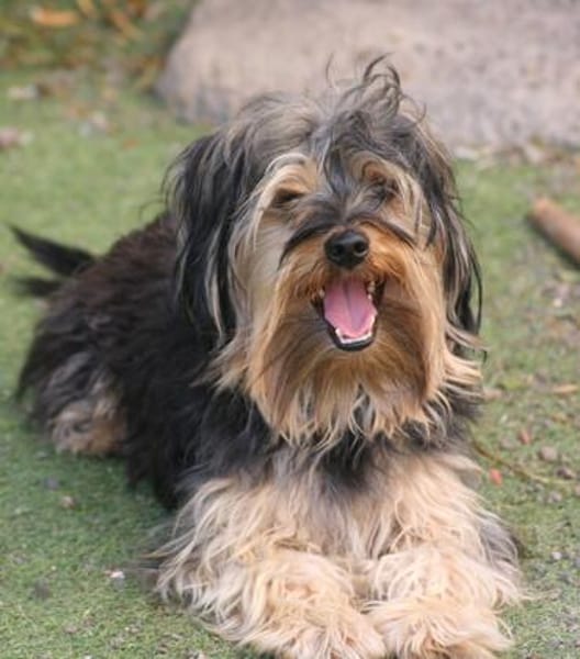 Unser Schnuckelchen TOBY