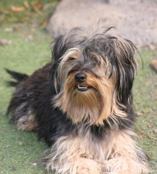 Unser Schnuckelchen TOBY