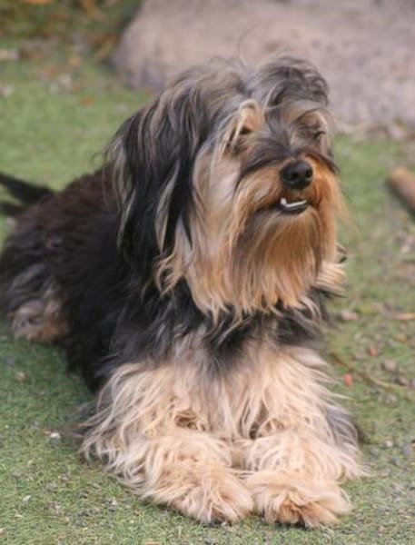 Unser Schnuckelchen TOBY