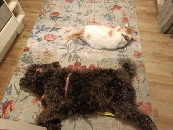 Zauberhafte, kinder- & katzenliebe Tilda