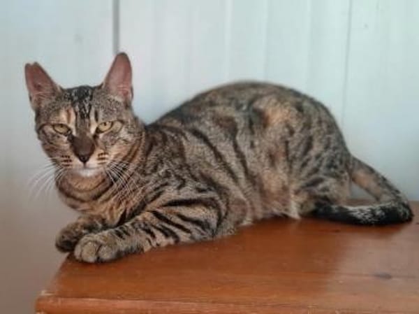 Agnes, fröhliches Tigermädchen, ca. 1 J.