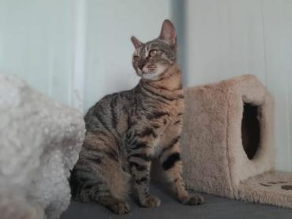 Agnes, fröhliches Tigermädchen, ca. 1 J.