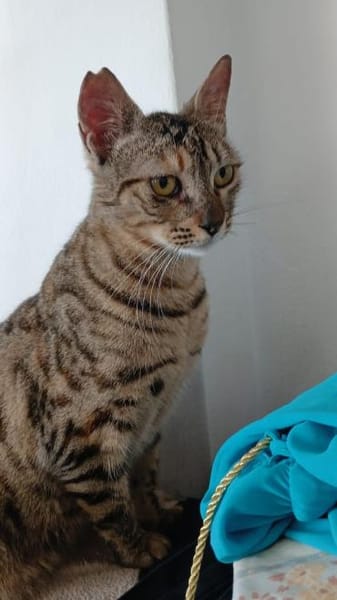 Agnes, fröhliches Tigermädchen, ca. 1 J.