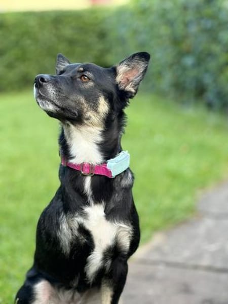 Dreibeinchen Ayka❤ sucht ihr Zuhause