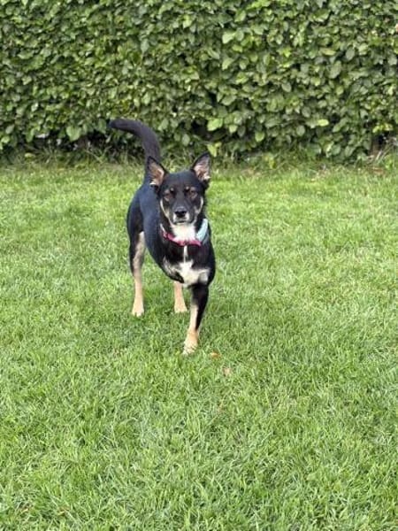 Dreibeinchen Ayka❤ sucht ihr Zuhause