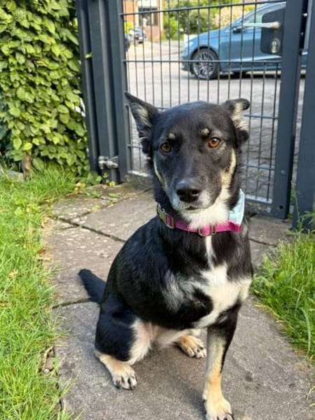 Dreibeinchen Ayka❤ sucht ihr Zuhause