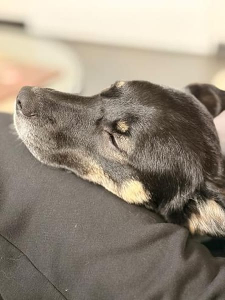 Dreibeinchen Ayka❤ sucht ihr Zuhause