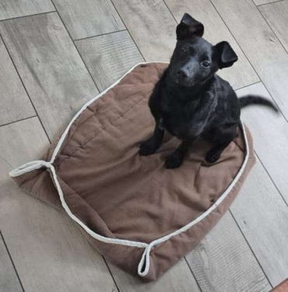 Nisha sucht ihr Für-Immer-Zuhause 💖