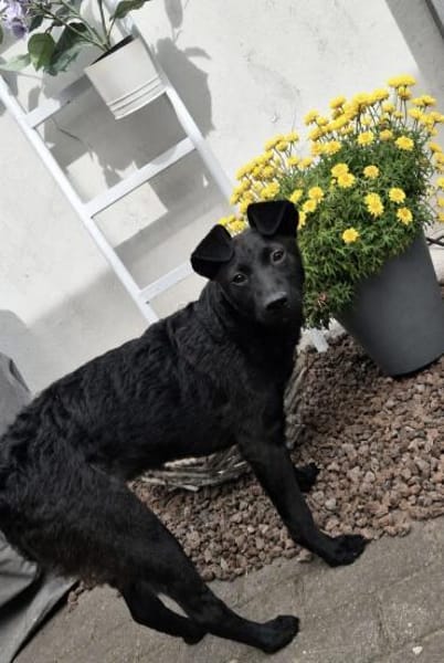 Nisha sucht ihr Für-Immer-Zuhause 💖
