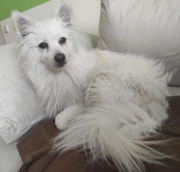 RoniDer Hund, auf den du gewartet hast