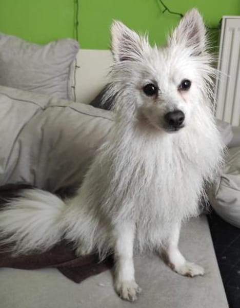 RoniDer Hund, auf den du gewartet hast