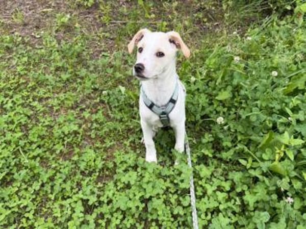 Goldiger Bibbo sucht Zuhause