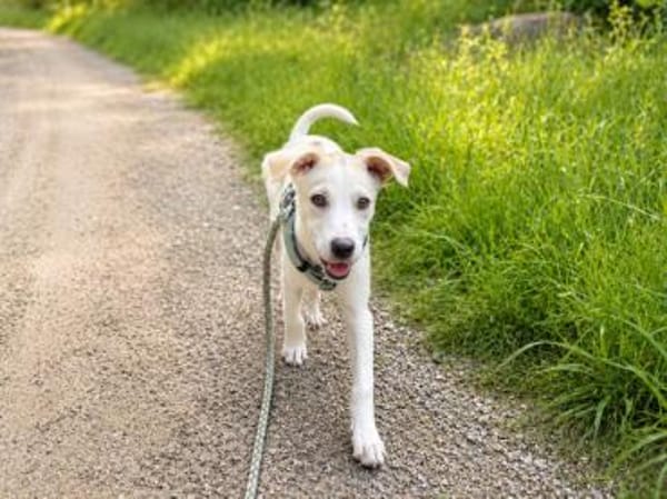 Goldiger Bibbo sucht Zuhause