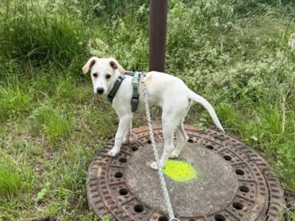 Goldiger Bibbo sucht Zuhause