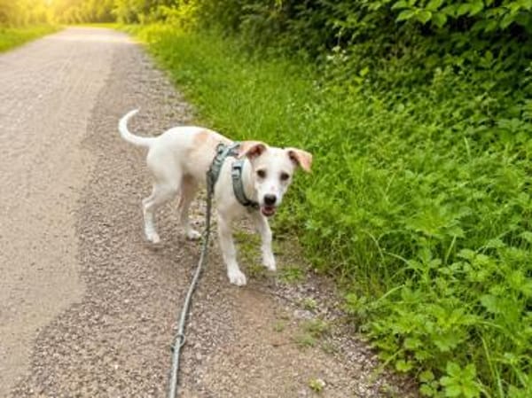 Goldiger Bibbo sucht Zuhause