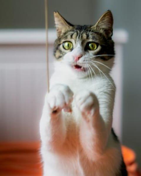 Tiny, lebenslustiger Herzensbrecher, 1 J