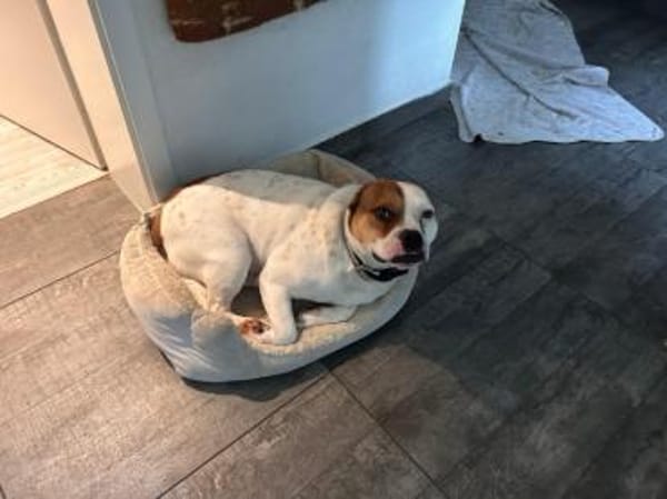 Töfi, lustige Knutschkugel, ca. 3 Jahre