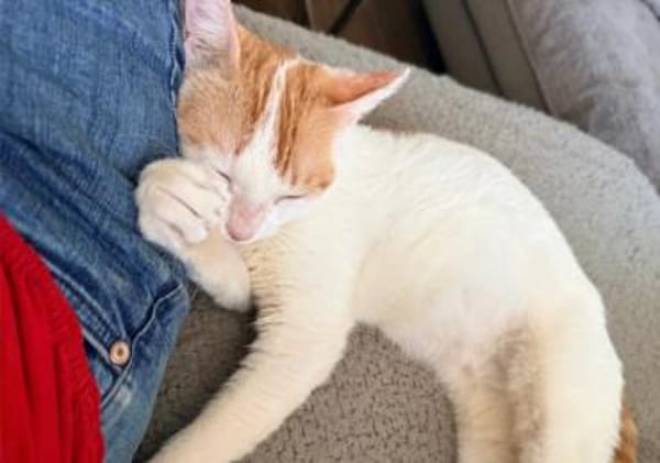 Leni, sanfte Katzenseele, ca. 10 Monate