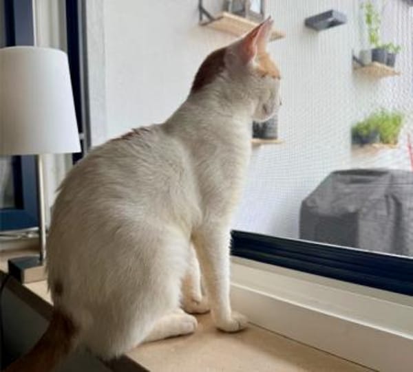 Leni, sanfte Katzenseele, ca. 10 Monate