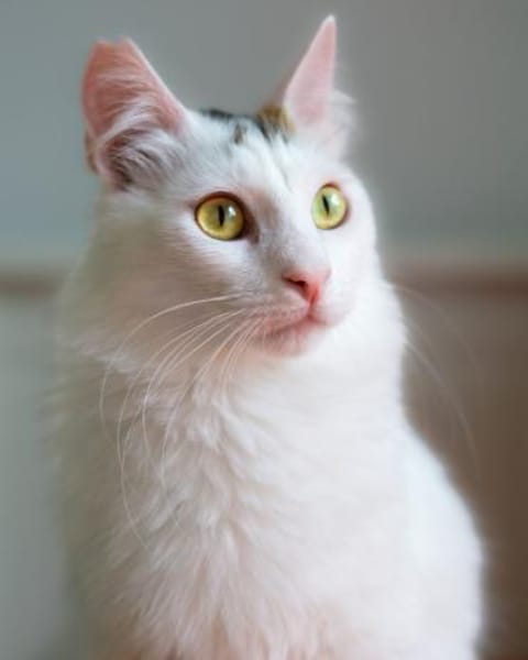 Ibis, langhaariger Kuschelkater, 1 J.
