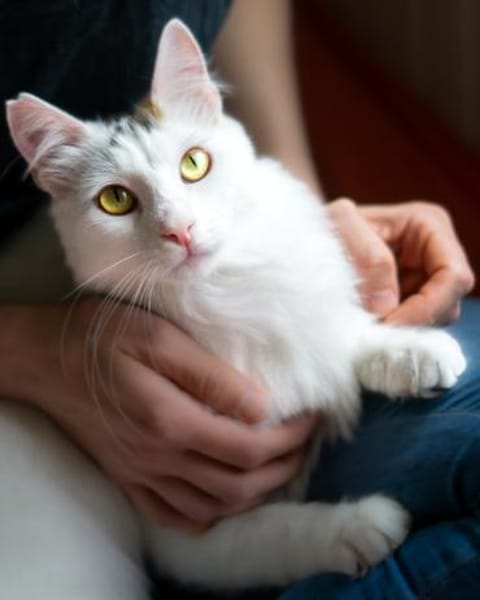 Ibis, langhaariger Kuschelkater, 1 J.