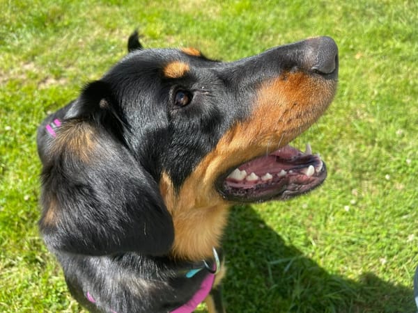 PAILLE QCN