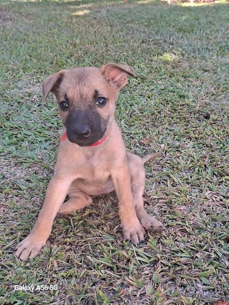 WANNIE , chiot femelle Berger Créole