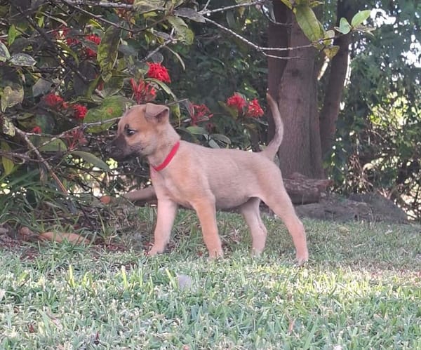 WANNIE , chiot femelle Berger Créole