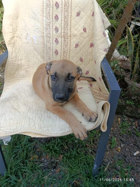 WILDER, chiot mâle Berger Créole