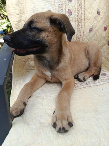 WILDER, chiot mâle Berger Créole